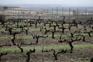 Landscape of vineyards at the end of winter in the region of Ribera del Duero wines in the province of Valladolid in Spain Europe Landscape of vineyards at the end of winter in the region of Ribera del Duero wines in the province of Valladolid in Spain Europe